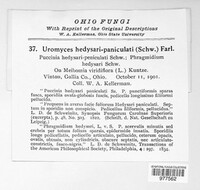 Uromyces hedysari-paniculati image